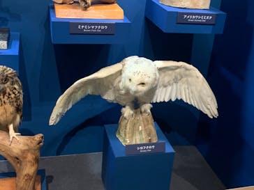 特別展「鳥 ～ゲノム解析が解き明かす新しい鳥類の系統～」国立科学博物館に投稿された画像（2024/11/7）
