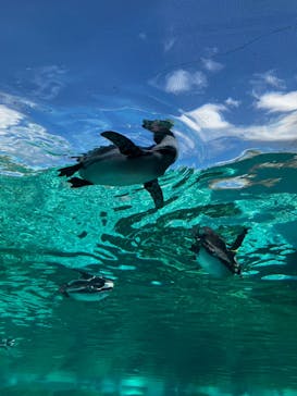 天王寺動物園に投稿された画像（2024/11/7）