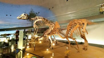 福井県立恐竜博物館に投稿された画像（2024/11/7）