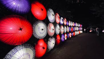 国営昭和記念公園 秋の夜散歩に投稿された画像（2024/11/7）