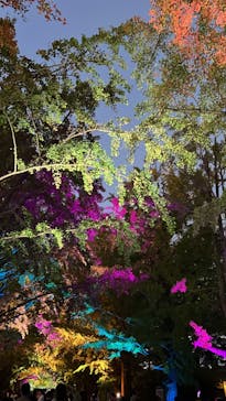 国営昭和記念公園 秋の夜散歩に投稿された画像（2024/11/7）