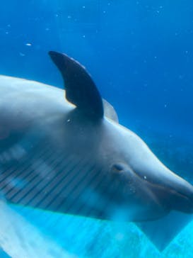 新江ノ島水族館に投稿された画像（2024/11/7）