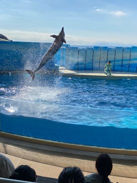 新江ノ島水族館に投稿された画像（2024/11/7）