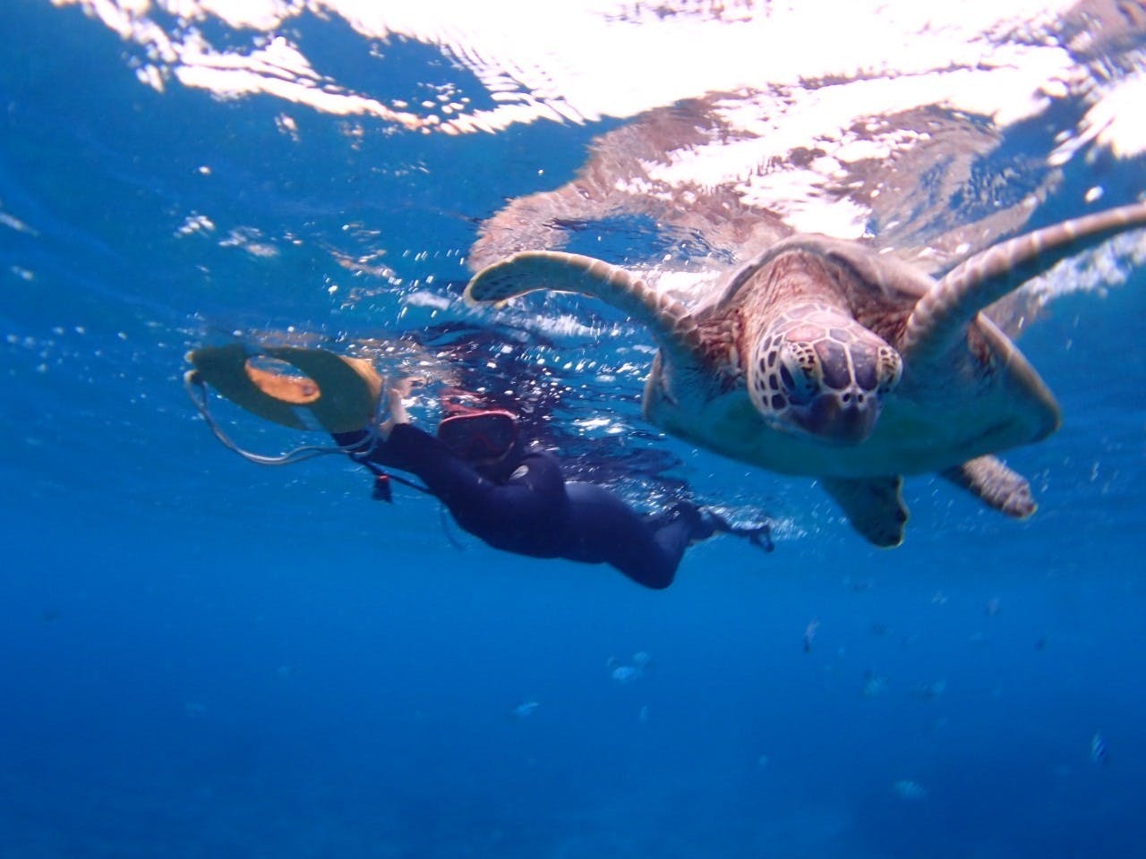 マリンショップ石垣島笑顔向上請負！青の洞窟シュノーケル4名様チケット