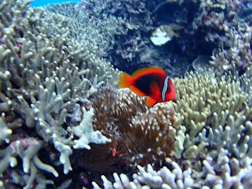 マリンショップ石垣島笑顔向上請負所に投稿された画像（2024/11/7）