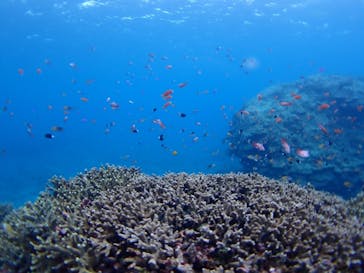 マリンショップ石垣島笑顔向上請負所に投稿された画像（2024/11/7）