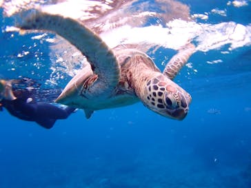 マリンショップ石垣島笑顔向上請負所に投稿された画像（2024/11/7）