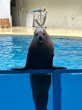 伊豆・三津シーパラダイスに投稿された画像（2024/11/7）