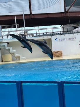 伊豆・三津シーパラダイスに投稿された画像（2024/11/7）