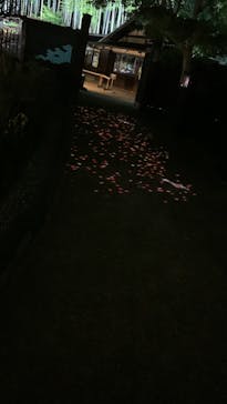 国営昭和記念公園 秋の夜散歩に投稿された画像（2024/11/7）