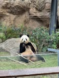 恩賜上野動物園に投稿された画像（2024/11/8）