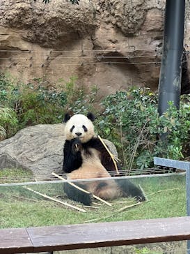 恩賜上野動物園に投稿された画像（2024/11/8）