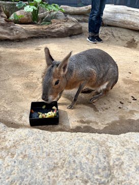 神戸どうぶつ王国に投稿された画像（2024/11/5）
