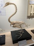 特別展「鳥 ～ゲノム解析が解き明かす新しい鳥類の系統～」国立科学博物館に投稿された画像（2024/11/8）