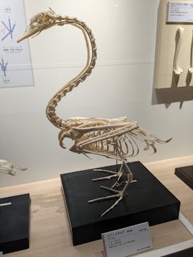 特別展「鳥 ～ゲノム解析が解き明かす新しい鳥類の系統～」国立科学博物館に投稿された画像（2024/11/8）