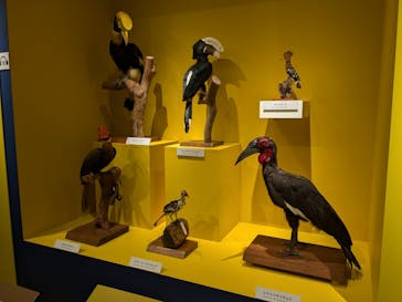 特別展「鳥 ～ゲノム解析が解き明かす新しい鳥類の系統～」国立科学博物館に投稿された画像（2024/11/8）