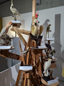 特別展「鳥 ～ゲノム解析が解き明かす新しい鳥類の系統～」国立科学博物館に投稿された画像（2024/11/8）