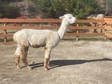 那須どうぶつ王国に投稿された画像（2024/11/8）