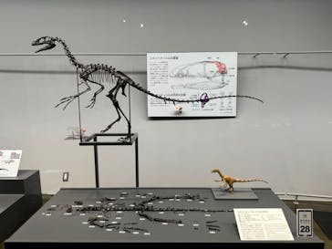 福井県立恐竜博物館に投稿された画像（2024/11/8）