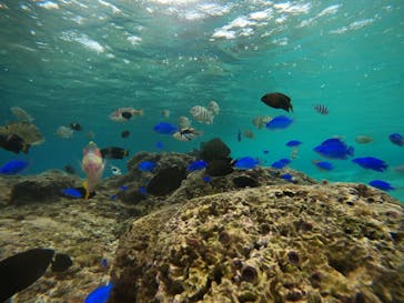 武藤潜水に投稿された画像（2024/11/8）