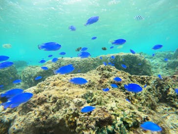 武藤潜水に投稿された画像（2024/11/8）