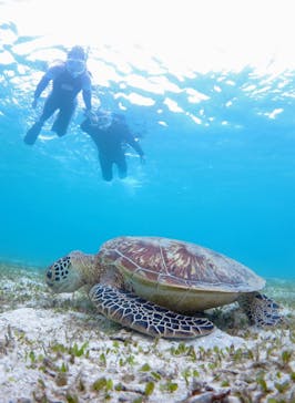 アマミエンシスに投稿された画像（2024/11/8）