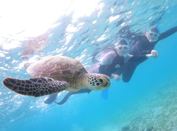 アマミエンシスに投稿された画像（2024/11/8）