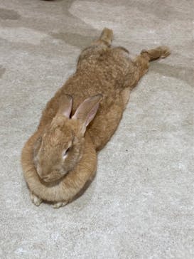 アニタッチららぽーと名古屋みなとアクルスに投稿された画像（2024/11/8）