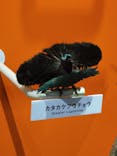特別展「鳥 ～ゲノム解析が解き明かす新しい鳥類の系統～」国立科学博物館に投稿された画像（2024/11/8）