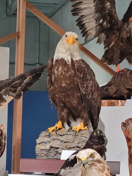 特別展「鳥 ～ゲノム解析が解き明かす新しい鳥類の系統～」国立科学博物館に投稿された画像（2024/11/8）