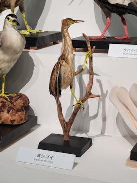 特別展「鳥 ～ゲノム解析が解き明かす新しい鳥類の系統～」国立科学博物館に投稿された画像（2024/11/8）
