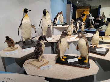 特別展「鳥 ～ゲノム解析が解き明かす新しい鳥類の系統～」国立科学博物館に投稿された画像（2024/11/8）
