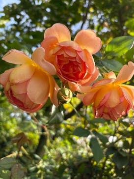 横浜イングリッシュガーデンに投稿された画像（2024/11/8）