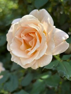 横浜イングリッシュガーデンに投稿された画像（2024/11/8）