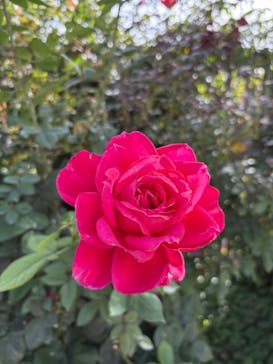 横浜イングリッシュガーデンに投稿された画像（2024/11/8）