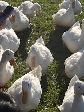 マザー牧場に投稿された画像（2024/11/8）