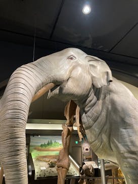 滋賀県立琵琶湖博物館に投稿された画像（2024/11/8）