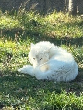 那須どうぶつ王国に投稿された画像（2024/11/8）