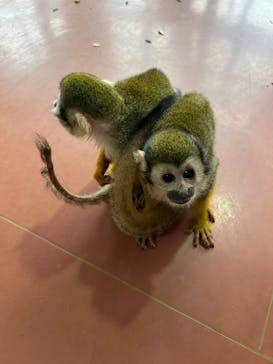 那須ワールドモンキーパークに投稿された画像（2024/11/8）