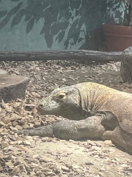 名古屋市東山動植物園に投稿された画像（2024/11/8）