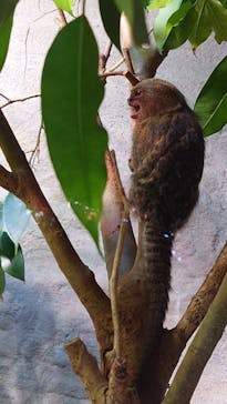 神戸どうぶつ王国に投稿された画像（2024/11/9）