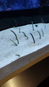 すみだ水族館に投稿された画像（2024/11/9）