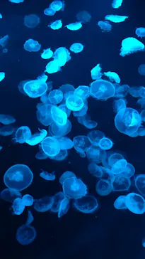 すみだ水族館に投稿された画像（2024/11/9）