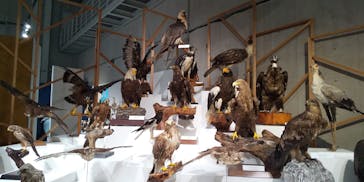 特別展「鳥 ～ゲノム解析が解き明かす新しい鳥類の系統～」国立科学博物館に投稿された画像（2024/11/9）