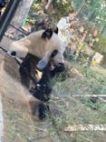 恩賜上野動物園に投稿された画像（2024/11/9）