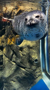 新江ノ島水族館に投稿された画像（2024/11/9）