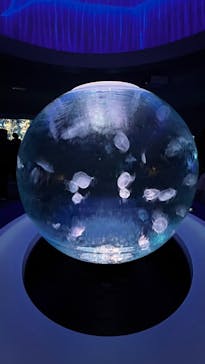 新江ノ島水族館に投稿された画像（2024/11/9）