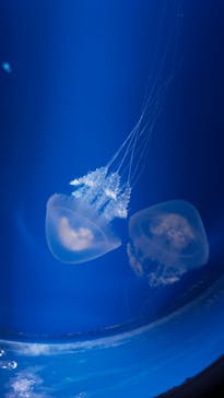 新江ノ島水族館に投稿された画像（2024/11/9）