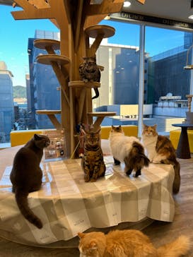 猫カフェモカ 京都河原町店に投稿された画像（2024/11/9）