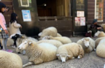 神戸市立六甲山牧場に投稿された画像（2024/11/9）